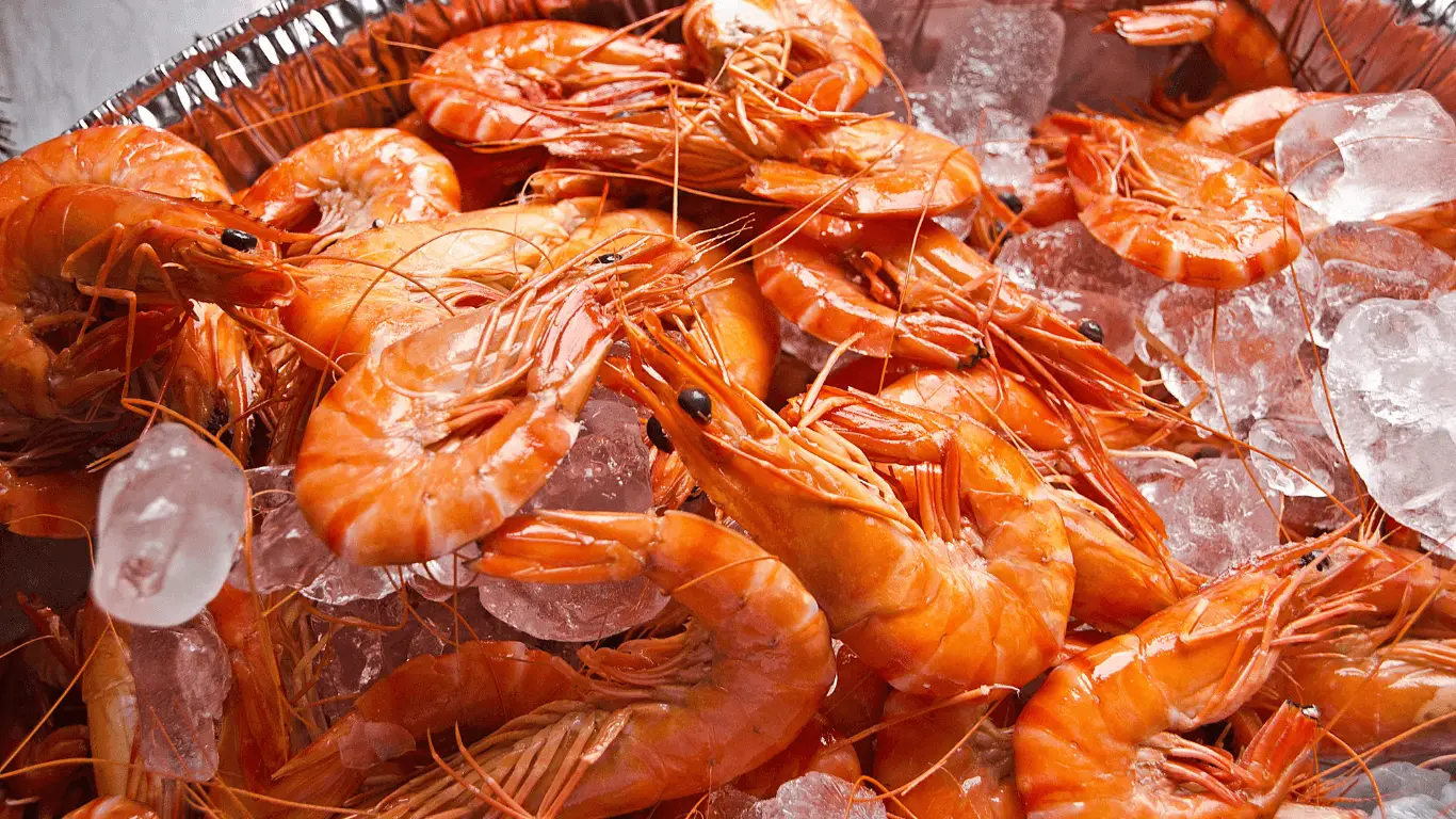 Sri Lankaanse gamba’s
